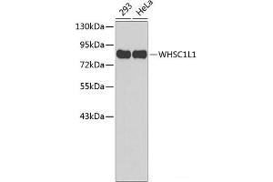 Western blot analysis of extracts of various cell lines using WHSC1L1 Polyclonal Antibody. (WHSC1L1 Antikörper)