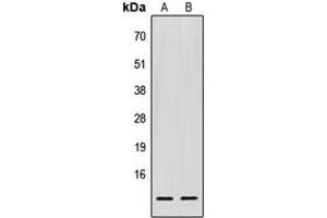 Western blot analysis of EIF1 expression in HEK293T (A), Raw264. (EIF1 Antikörper  (C-Term))