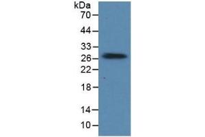 Rabbit Detection antibody from the kit in WB with Positive Control: Human heart lysate. (Prolactin CLIA Kit)