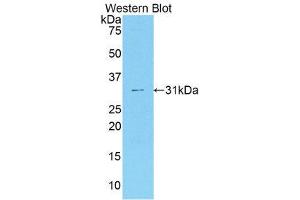 Western Blotting (WB) image for anti-Coagulation Factor V (F5) (AA 364-611) antibody (ABIN1858761) (Coagulation Factor V Antikörper  (AA 364-611))