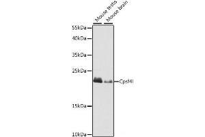 Western blot analysis of extracts of various cell lines using Cpsf4l Polyclonal Antibody at dilution of 1:1000. (CPSF4L Antikörper)