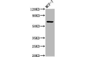 Western Blot Positive WB detected in: MCF-7 whole cell lysate All lanes: RYK antibody at 3. (RYK Antikörper  (AA 494-586))