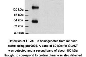 Image no. 2 for anti-Solute Carrier Family 1 (Glial High Affinity Glutamate Transporter), Member 3 (SLC1A3) (C-Term) antibody (ABIN346976) (SLC1A3 Antikörper  (C-Term))