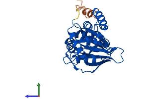 Protein Structure (PS) image for Hydroxyacylglutathione Hydrolase-Like (HAGHL) (AA 1-283) protein (His tag) (ABIN7561258)