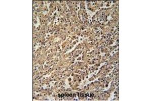 ENASE Antibody (Center) (ABIN655007 and ABIN2844642) immunohistochemistry analysis in formalin fixed and paraffin embedded human spleen tissue followed by peroxidase conjugation of the secondary antibody and DAB staining. (ENGASE Antikörper  (AA 326-354))