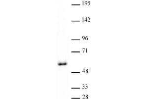 GATA-4 antibody (pAb) tested by Western blot. (GATA4 Antikörper  (C-Term))