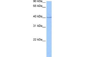 WB Suggested Anti-SP6 Antibody Titration:  0.