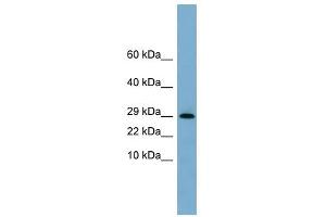 ERP29 antibody used at 1 ug/ml to detect target protein. (ERP29 Antikörper  (N-Term))