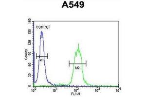 CLU Antibody (N-term) flow cytometric analysis of A549 cells (right histogram) compared to a negative control cell (left histogram). (Clusterin Antikörper  (N-Term))