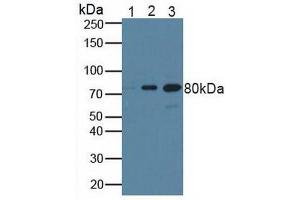 Figure. (BRCA1 Antikörper  (AA 19-83))