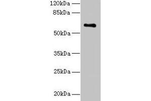 Western blot All lanes: CWF19L1 antibody at 4 μg/mL + Raji whole cell lysate Secondary Goat polyclonal to rabbit IgG at 1/10000 dilution Predicted band size: 61, 28, 46 kDa Observed band size: 61 kDa (CWF19L1 Antikörper  (AA 101-330))