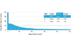Specificity of ABIN6383879 to CD40 was tested on a human protein array, showing monospecificity against >19,000 full-length human proteins.