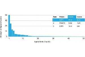 Analysis of Protein Array containing more than 19,000 full-length human proteins using NGFR Mouse Monoclonal Antibody (NGFR/1964). (NGFR Antikörper  (AA 281-421))