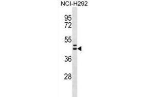 Western Blotting (WB) image for anti-Motilin Receptor (MLNR) antibody (ABIN2996887) (Motilin Receptor Antikörper)