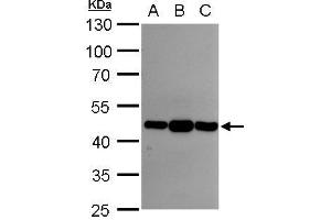 WB Image Asporin antibody [N3C1], Internal detects Asporin protein by western blot analysis.