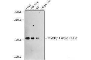 Western blot analysis of extracts of various cell lines using TriMethyl-Histone H3-K64 Polyclonal Antibody at dilution of 1:1000. (Histone 3 Antikörper  (3meLys64))