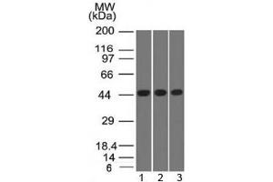 Western blot of K562 and HEK293 cell lysates using Napsin-A antibody (NAPSA/1238) (NAPSA Antikörper)