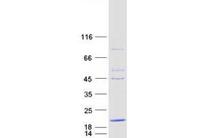 Validation with Western Blot (C20orf30 Protein (Transcript Variant 3) (Myc-DYKDDDDK Tag))