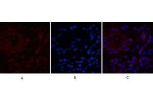 Immunofluorescence analysis of human appendix tissue.