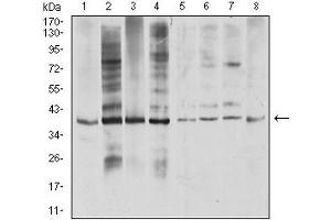 Western blot analysis using TNFSF11 mouse mAb against COS7 (1), Hela (2), U937 (3), HL-60 (4), Raji (5), Ramos (6), Jurkat (7), and SW480 (8) cell lysate. (RANKL Antikörper  (AA 74-308))