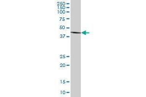 BHMT2 MaxPab polyclonal antibody. (BHMT2 Antikörper  (AA 1-363))