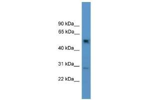 Ppp2r2c antibody used at 0. (PPP2R2C Antikörper  (N-Term))