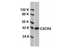 Western blot analysis of CXCR4 in HeLa whole cell lysate with AP30266PU-N CXCR4 antibody at 0. (CXCR4 Antikörper  (N-Term))
