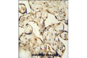 LCA5L antibody immunohistochemistry analysis in formalin fixed and paraffin embedded human placenta tissue followed by peroxidase conjugation of the secondary antibody and DAB staining. (LCA5L Antikörper  (C-Term))