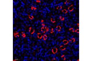 Immunofluorescence of paraffin embedded mouse kidney using MAL2 (ABIN7074549) at dilution of 1: 650 (400x lens) (MAL2 Antikörper)