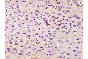 Formalin-fixed and paraffin embedded mouse liver labeled with Anti-SRRM2 Polyclonal Antibody, Unconjugated  at 1:200 followed by conjugation to the secondary antibody and DAB staining. (SRRM2 Antikörper  (AA 101-230))