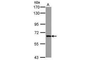 Image no. 1 for anti-Zinc Finger Protein 543 (ZNF543) (AA 55-273) antibody (ABIN1501848) (ZNF543 Antikörper  (AA 55-273))
