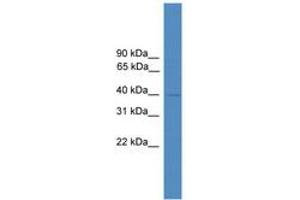 Image no. 1 for anti-Nuclear Factor (Erythroid-Derived 2), 45kDa (NFE2) (N-Term) antibody (ABIN6746026) (NFE2 Antikörper  (N-Term))