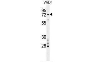 BARD1 Antibody (N-term) western blot analysis in WiDr cell line lysates (35µg/lane). (BARD1 Antikörper  (N-Term))
