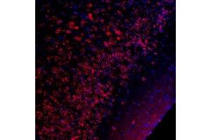 Immunostaining of CREB Ser133 (red) in mouse piriform cortex. (CREB1 Antikörper  (pSer133))