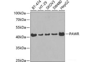 PAWR Antikörper