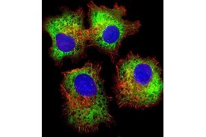 Immunofluorescence (IF) image for anti-Dishevelled Segment Polarity Protein 1 (DVL1) (AA 442-470) antibody (ABIN656260)