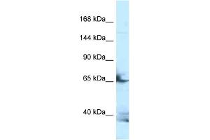 Western Blotting (WB) image for anti-Follistatin-Like 4 (FSTL4) (N-Term) antibody (ABIN2789257) (FSTL4 Antikörper  (N-Term))