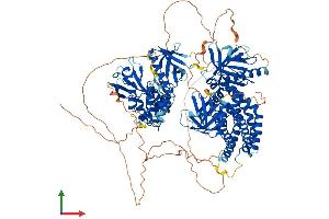 Protein Structure (PS) image for FERM, RhoGEF (ARHGEF) and Pleckstrin Domain Protein 1 (Chondrocyte-Derived) (FARP1) (AA 1-1048) protein (His tag) (ABIN7562148)
