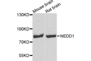 Western Blotting (WB) image for anti-Neural Precursor Cell Expressed, Developmentally Down-Regulated 1 (NEDD1) (AA 411-660) antibody (ABIN1681008)