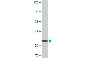 Western Blot detection against Immunogen (35. (Angiopoietin 4 Antikörper  (AA 25-111))