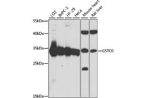 Western blot analysis of extracts of various cell lines, using GSTO1 antibody  at 1:1000 dilution. (GSTO1 Antikörper  (AA 1-241))