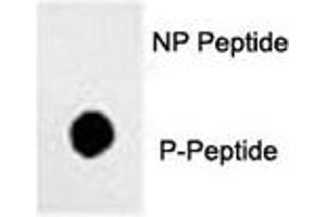Dot blot analysis of phos-Sox2 antibody. (SOX2 Antikörper  (pSer249))
