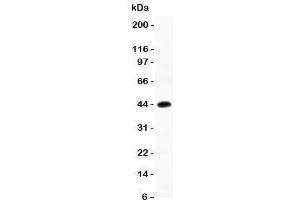 Western blot testing of C/EBP beta antibody and recombinant human protein (0. (CEBPB Antikörper  (AA 1-200))