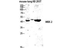 Western Blot (WB) analysis of Mouse Lung KB 293T lysis using MEK-2 antibody. (MEK2 Antikörper  (Thr38))
