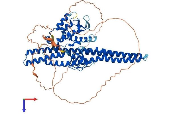 SNX18 Protein (AA 1-614) (His tag)