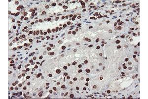 Image no. 7 for anti-F-Box Protein 21 (FBXO21) antibody (ABIN1498233) (FBXO21 Antikörper)