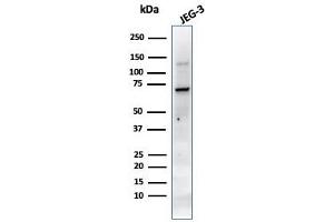 Western Blot Analysis of JEG-3 cell lysate using PLAP MAb (PL8-F6).