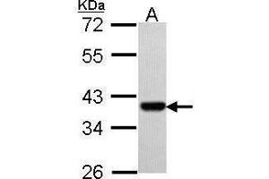 WB Image Sample (30 ug of whole cell lysate) A: Hep G2 , 10% SDS PAGE antibody diluted at 1:500 (PAX9 Antikörper)