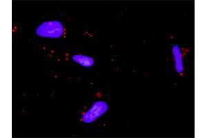 Proximity Ligation Assay (PLA) image for anti-Nuclear Factor of Activated T-Cells, Cytoplasmic, Calcineurin-Dependent 4 (NFATC4) (AA 1-902) antibody (ABIN518313)