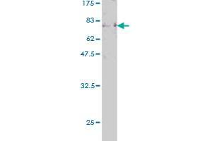 Western Blotting (WB) image for anti-Early B-Cell Factor 1 (EBF1) (AA 1-591) antibody (ABIN560685)